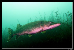 Early morning dive :-) in freezing waters... a pike joined ! by Daniel Strub 
